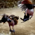 cách cá cược gà chọi